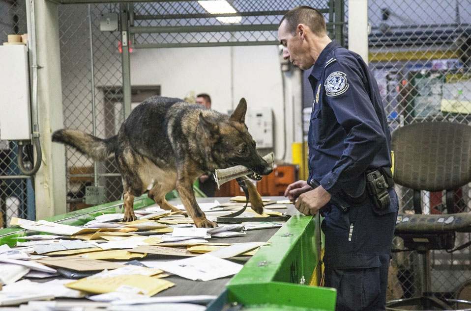 K9 dog screening mail